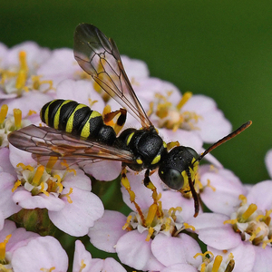 five-banded tailed digger wasp