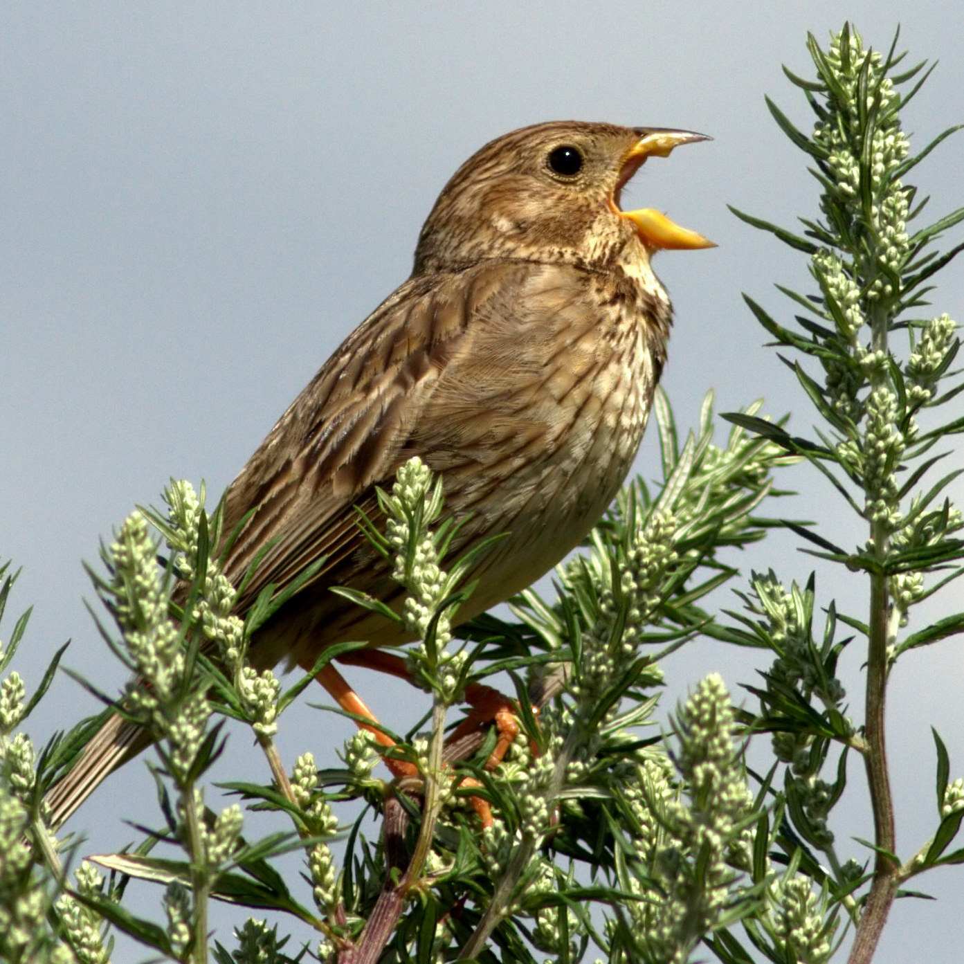 a corn bunting perched high up in a hedge singing
