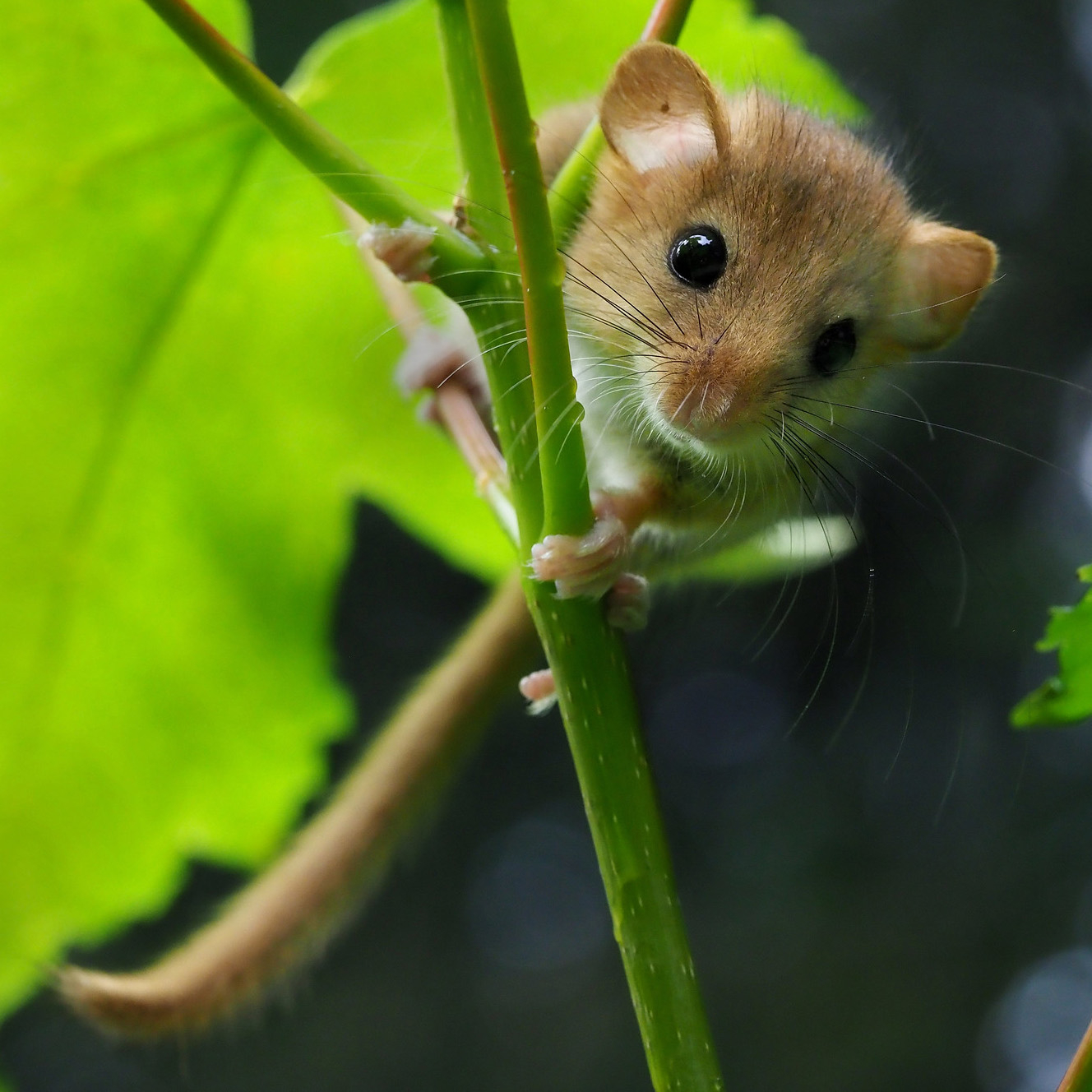 A dormouse climbing a plant stem