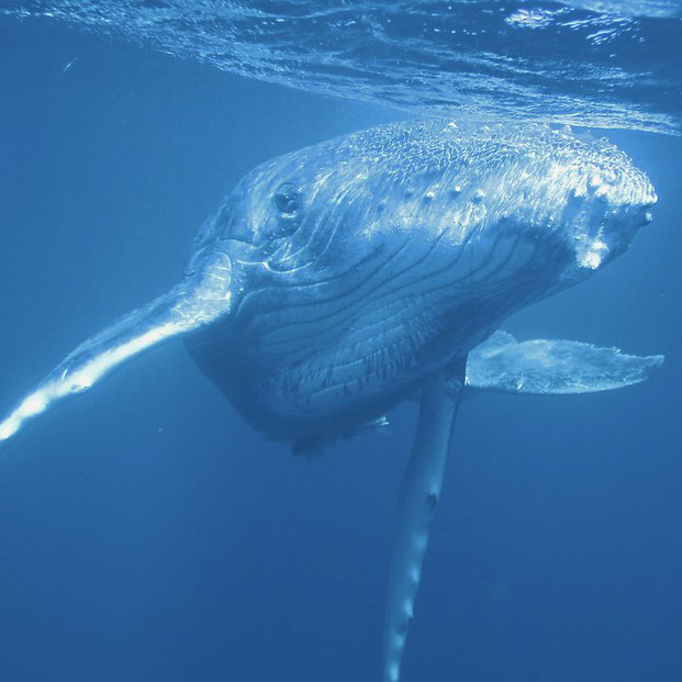 an underwater picture of a humpback whale