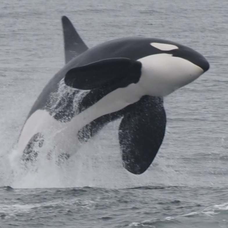 a killer whale jumping out of the sea
