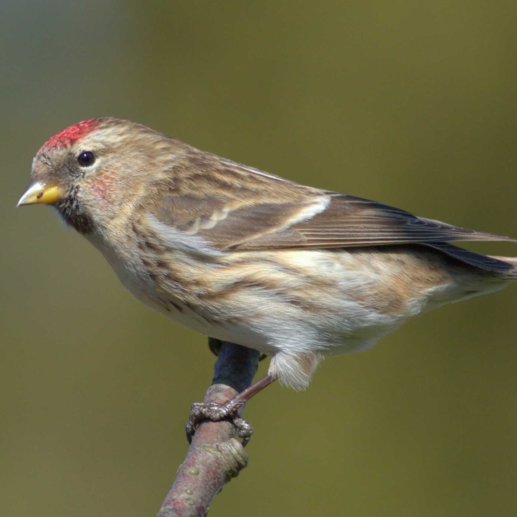 lesser redpoll perched on a small branch
