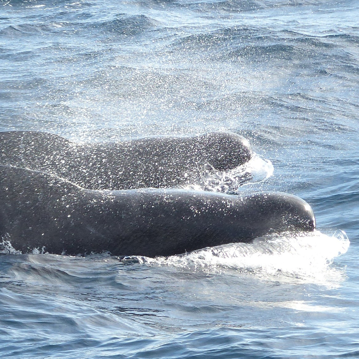 a pair of long-finned pilot whales on the sea surface