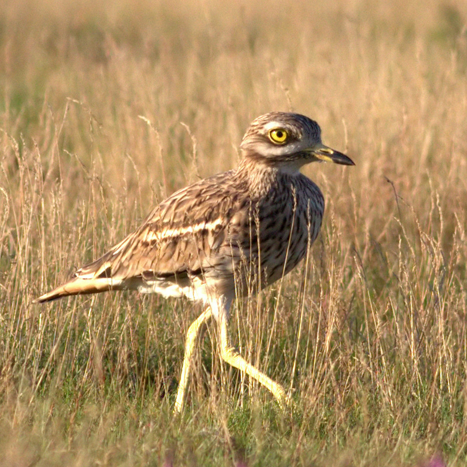 a stone curlew