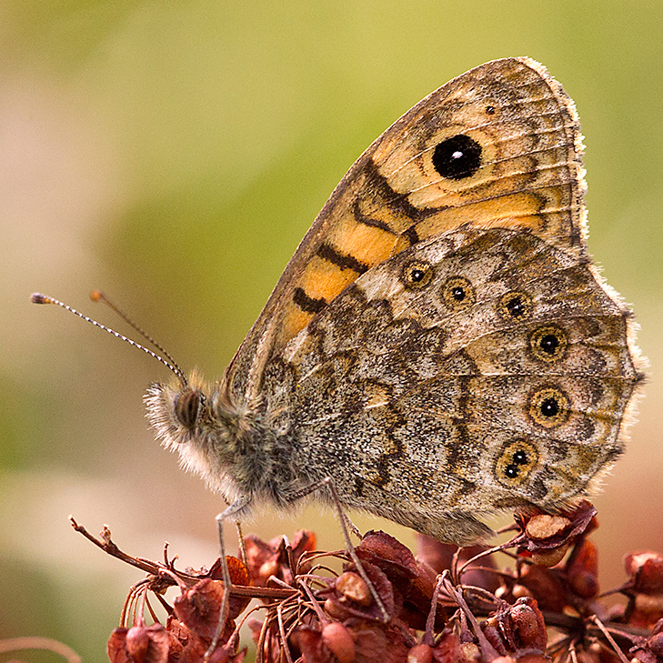 wall brown butterfly