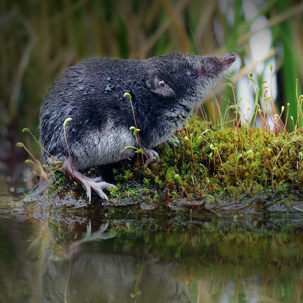 a water shrew on a stream bank