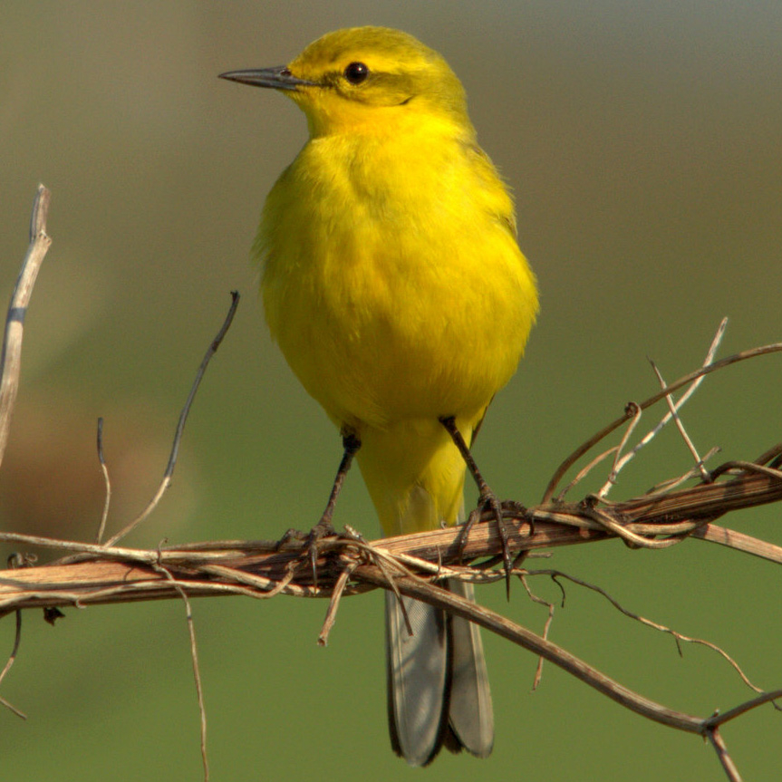 yellow wagtail perched on a branch