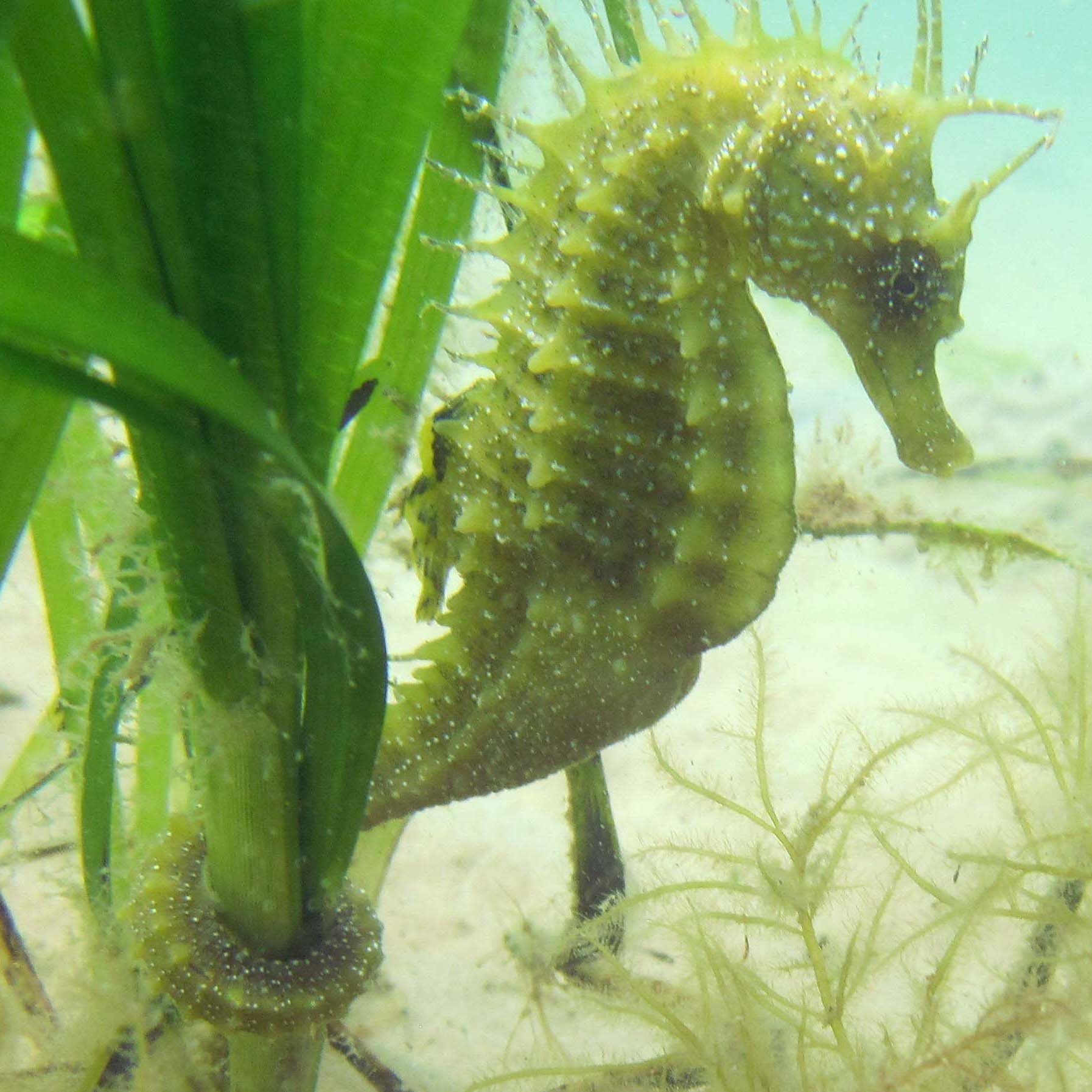 a long-snouted seahorse