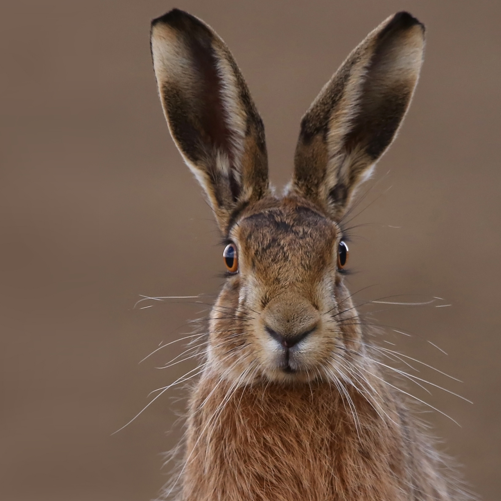 A brown hare facing the camera