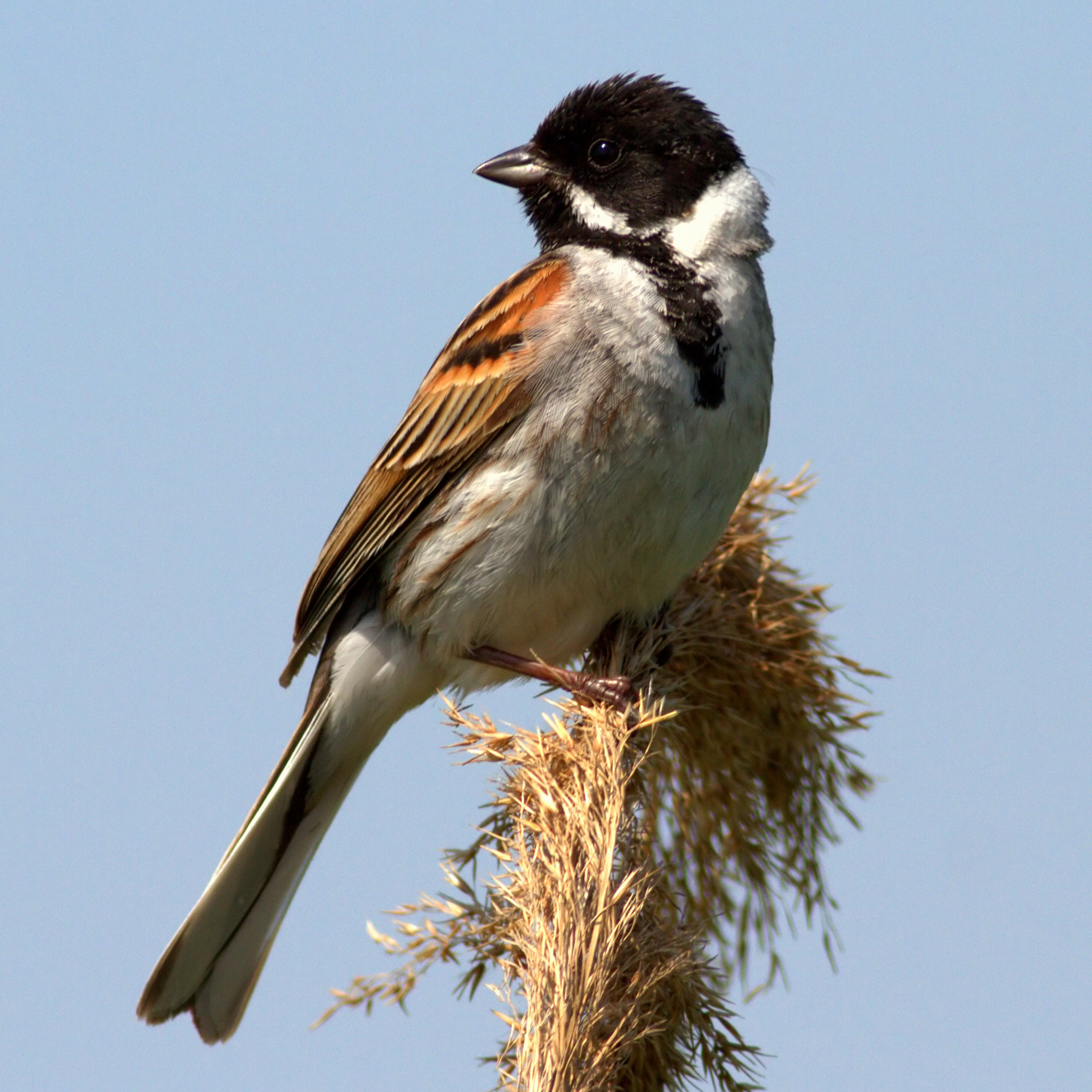 a reed bunting sitting on the top of a reed tassle